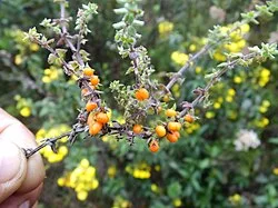 Reference photograph of Galium hypocarpium