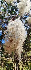 Reference photograph of Clematis haenkeana
