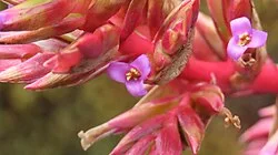 Reference photograph of Tillandsia complanata