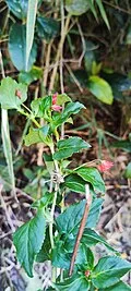 Reference photograph of Viola arguta