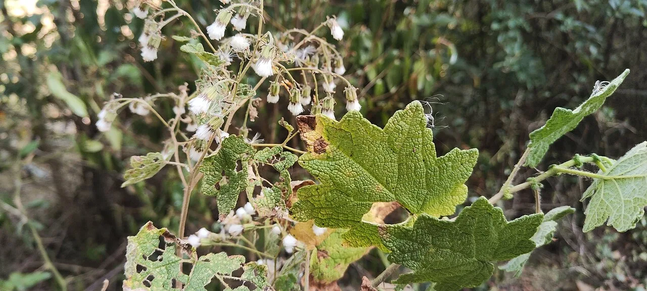 Reference photograph of Jungia rugosa