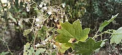 Reference photograph of Jungia rugosa