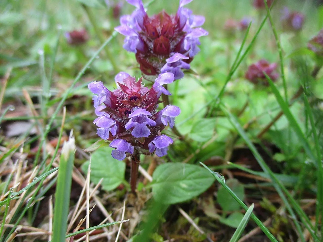 Reference photograph of Prunella vulgaris