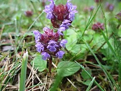 Reference photograph of Prunella vulgaris