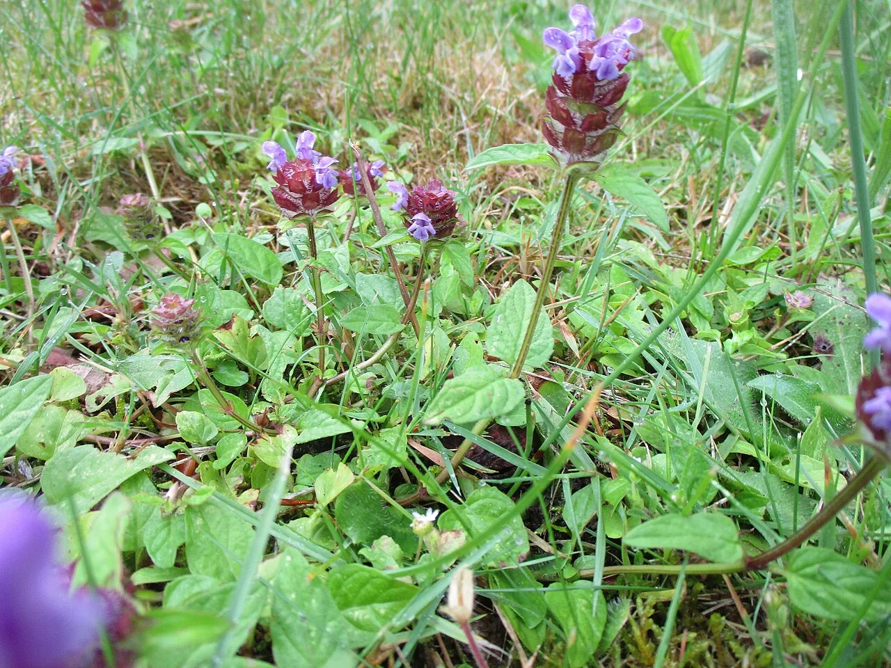 Reference photograph of Prunella vulgaris