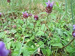 Reference photograph of Prunella vulgaris