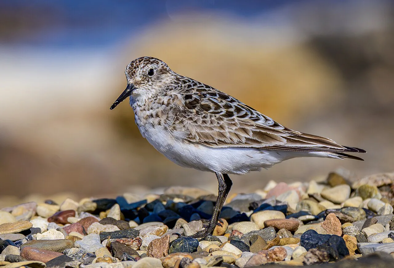 Reference photograph of Calidris bairdii