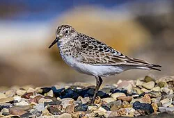 Reference photograph of Calidris bairdii
