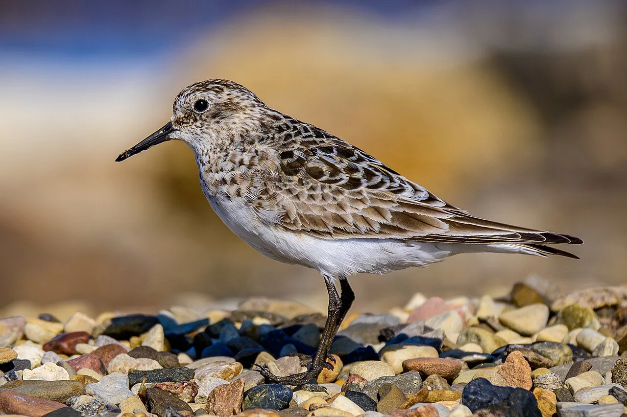 Reference photograph of Calidris bairdii
