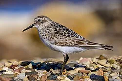 Reference photograph of Calidris bairdii