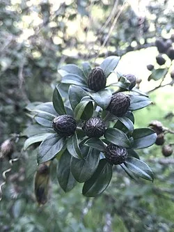 Reference photograph of Barnadesia spinosa