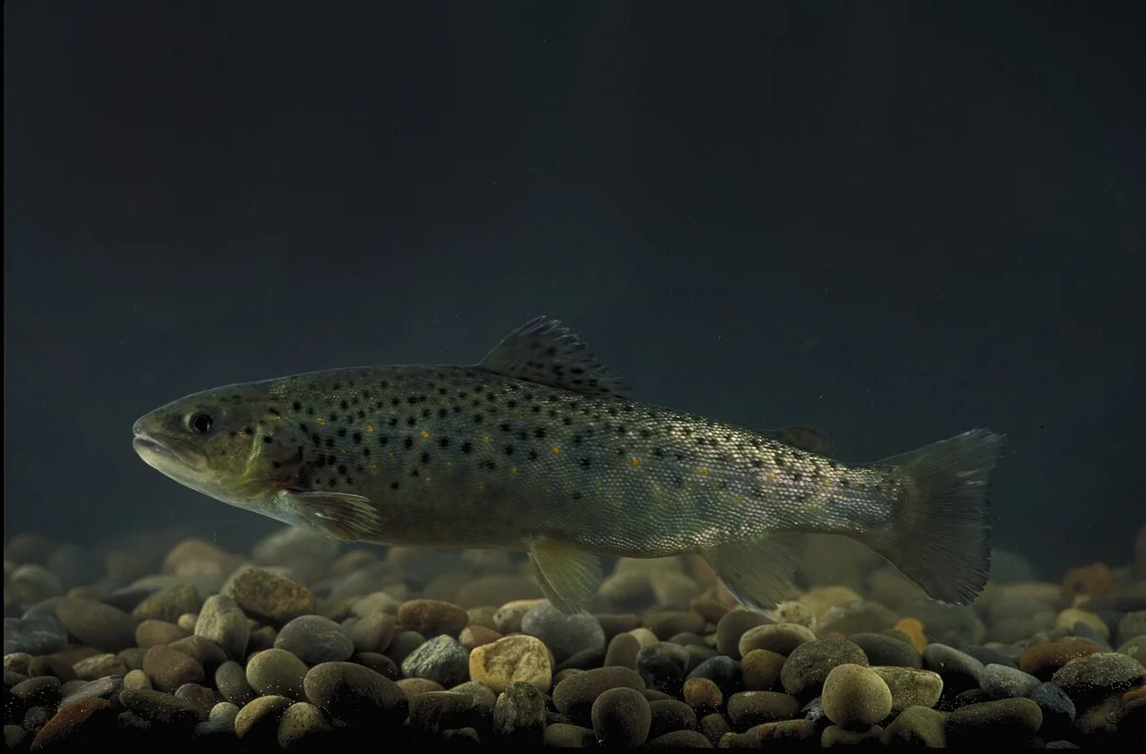 Reference photograph of Salmo trutta