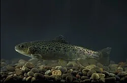 Reference photograph of Salmo trutta