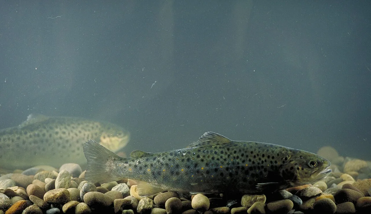Reference photograph of Salmo trutta