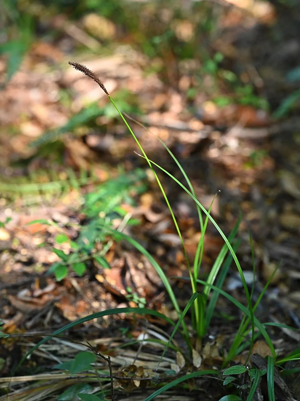Reference photograph of Carex phleoides