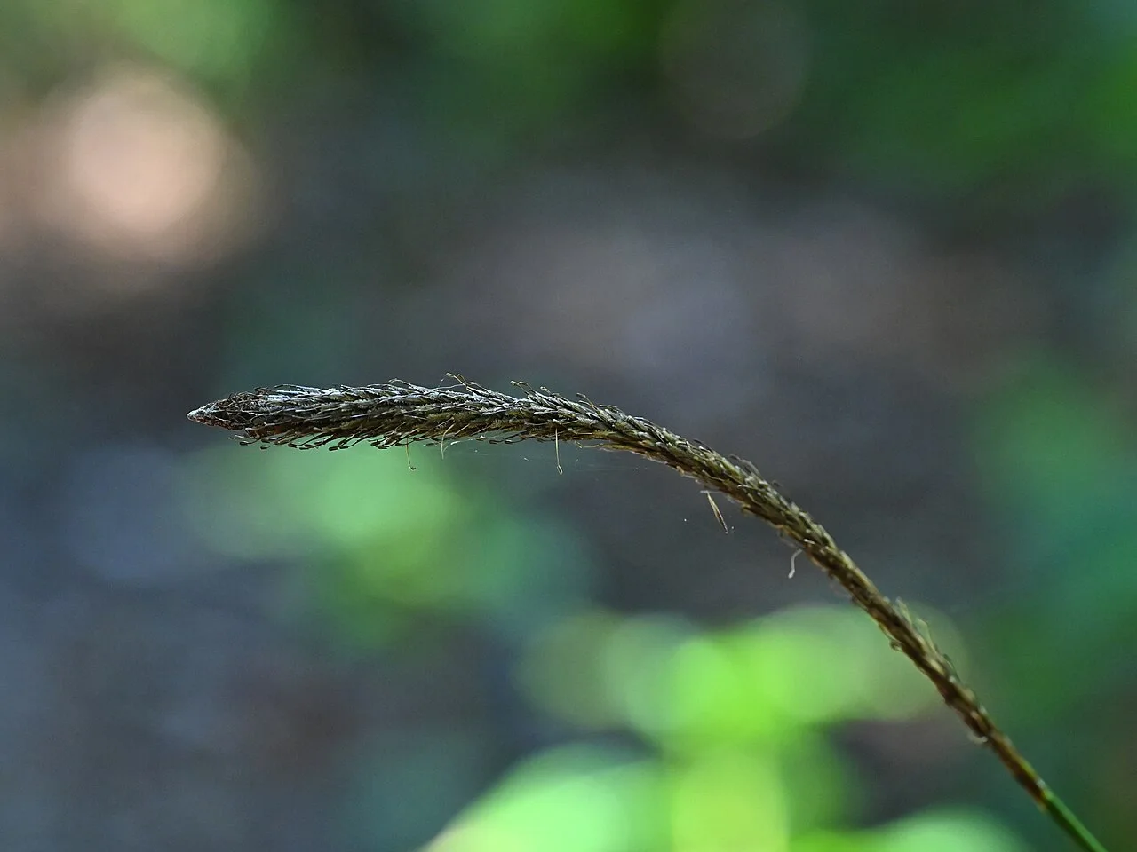 Reference photograph of Carex phleoides