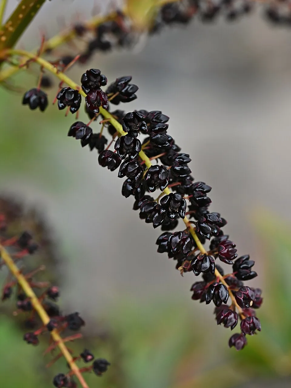 Reference photograph of Coriaria ruscifolia
