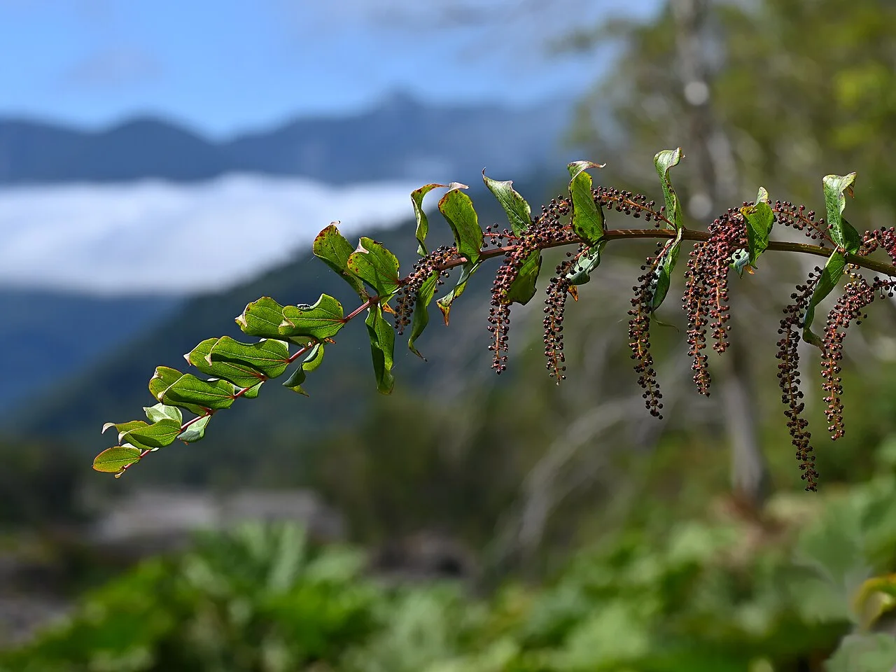 Reference photograph of Coriaria ruscifolia