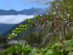 Reference photograph of Coriaria ruscifolia