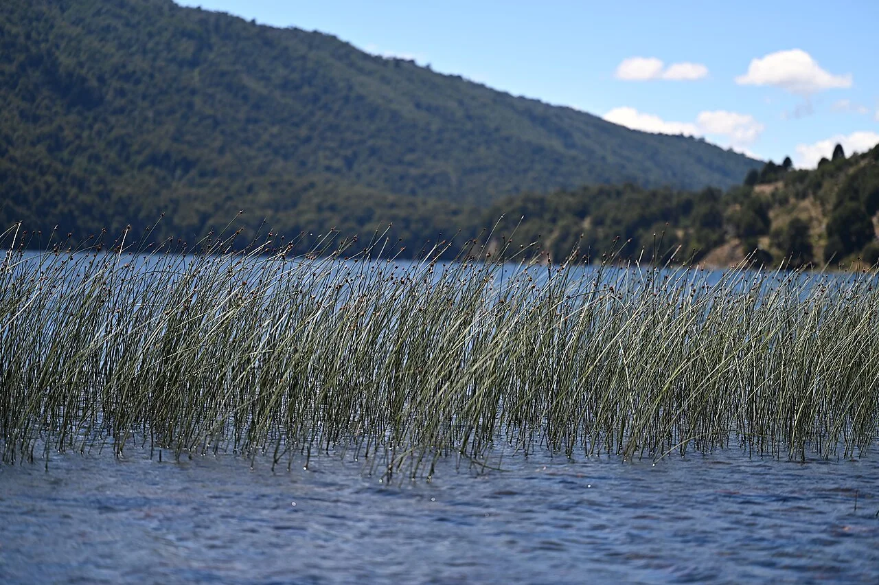 Reference photograph of Schoenoplectus californicus