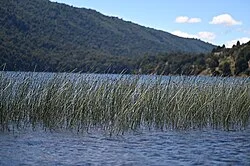 Reference photograph of Schoenoplectus californicus