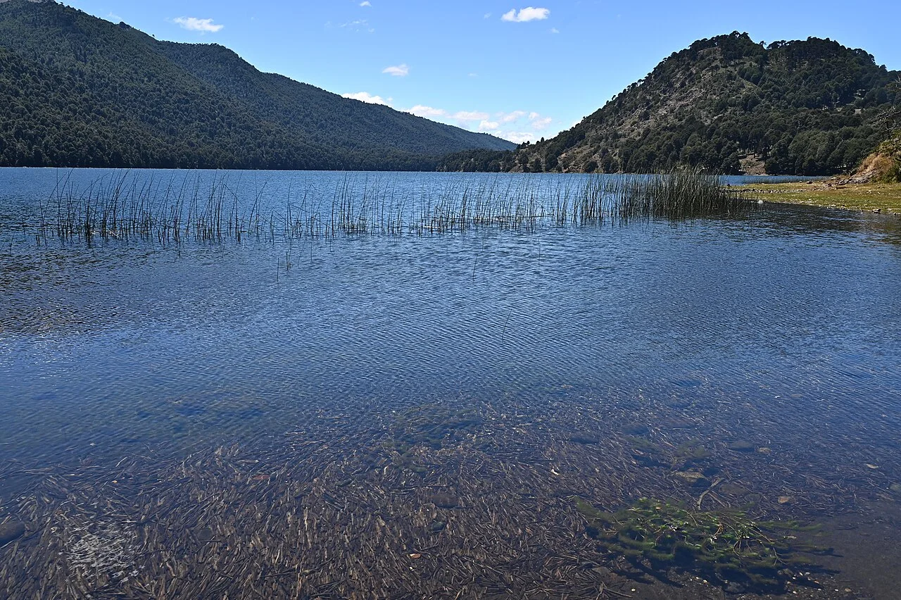 Reference photograph of Schoenoplectus californicus
