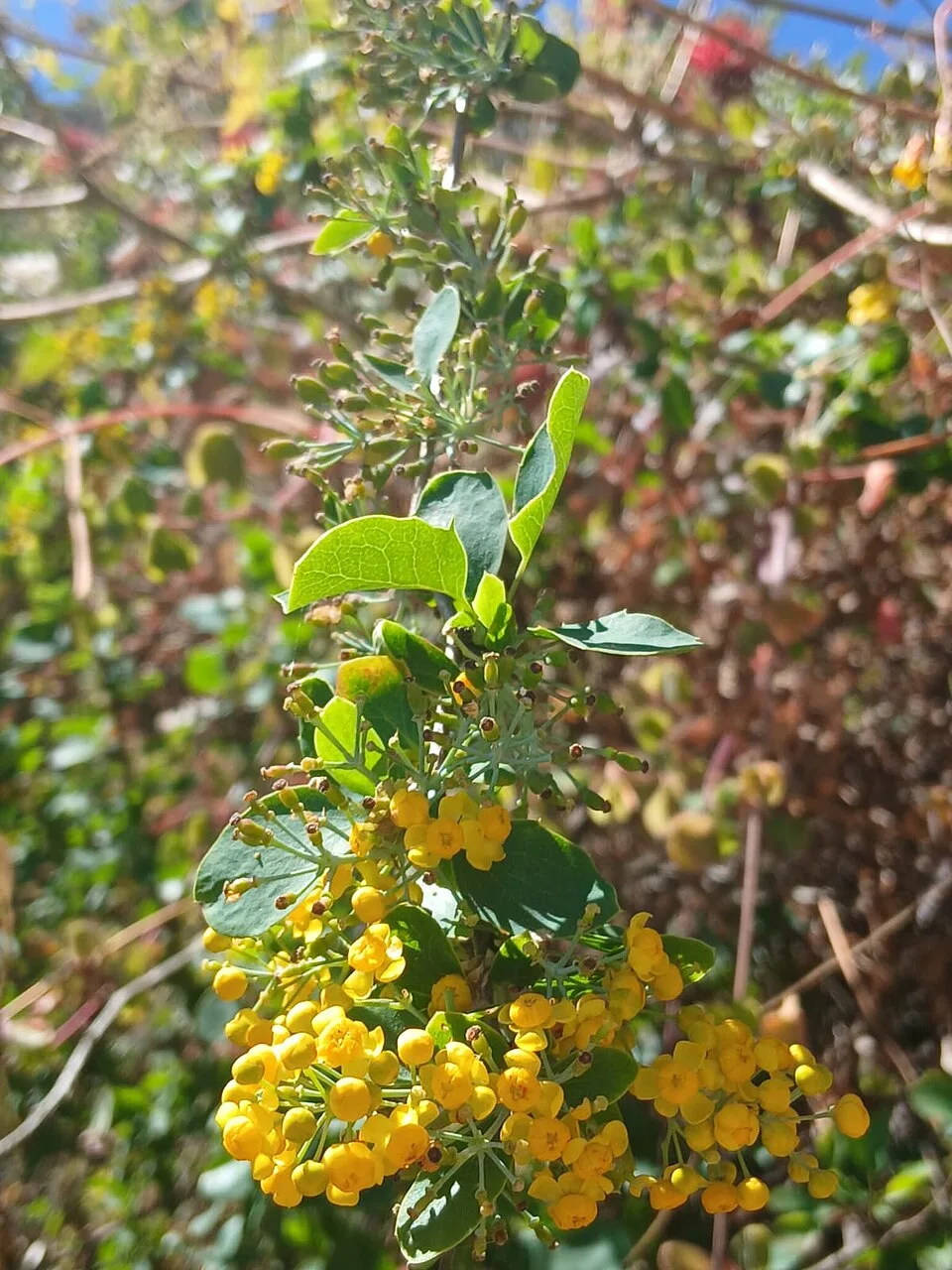 Reference photograph of Berberis lutea