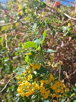 Reference photograph of Berberis lutea