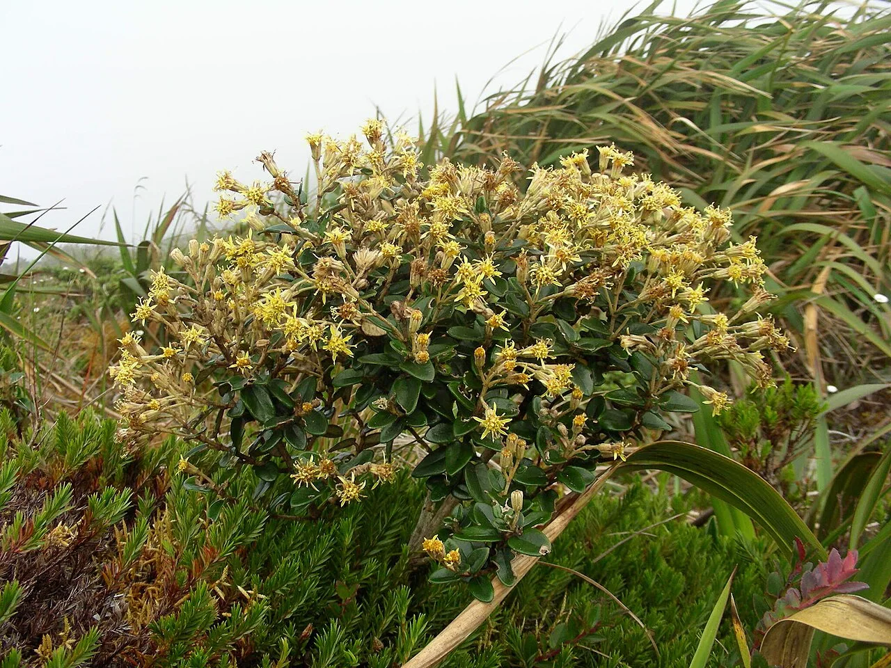 Reference photograph of Gynoxys buxifolia