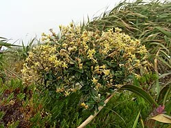 Reference photograph of Gynoxys buxifolia