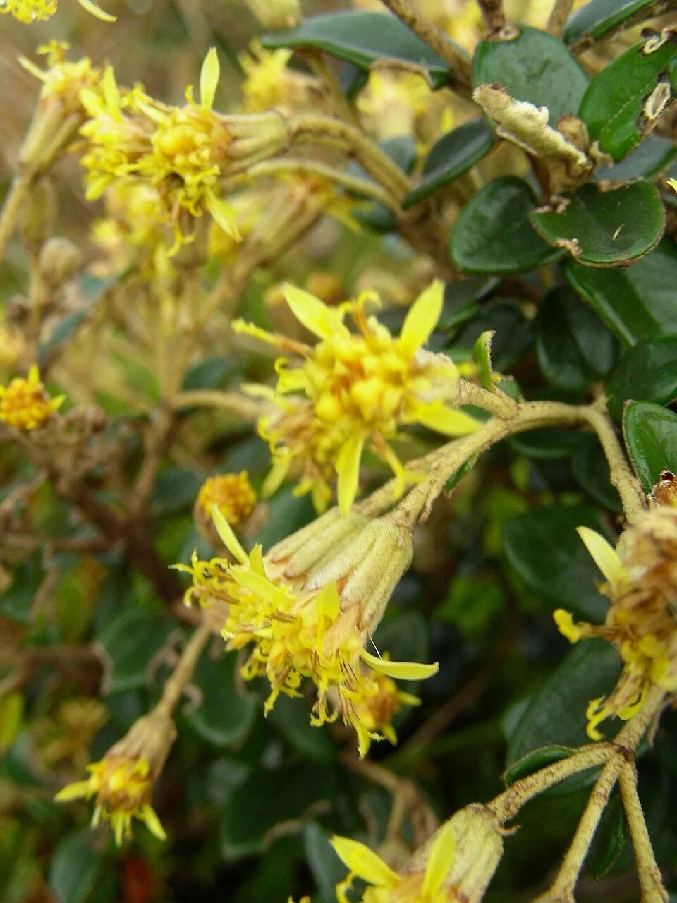 Reference photograph of Gynoxys buxifolia