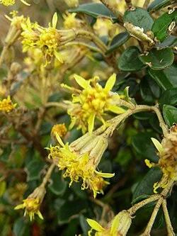 Reference photograph of Gynoxys buxifolia