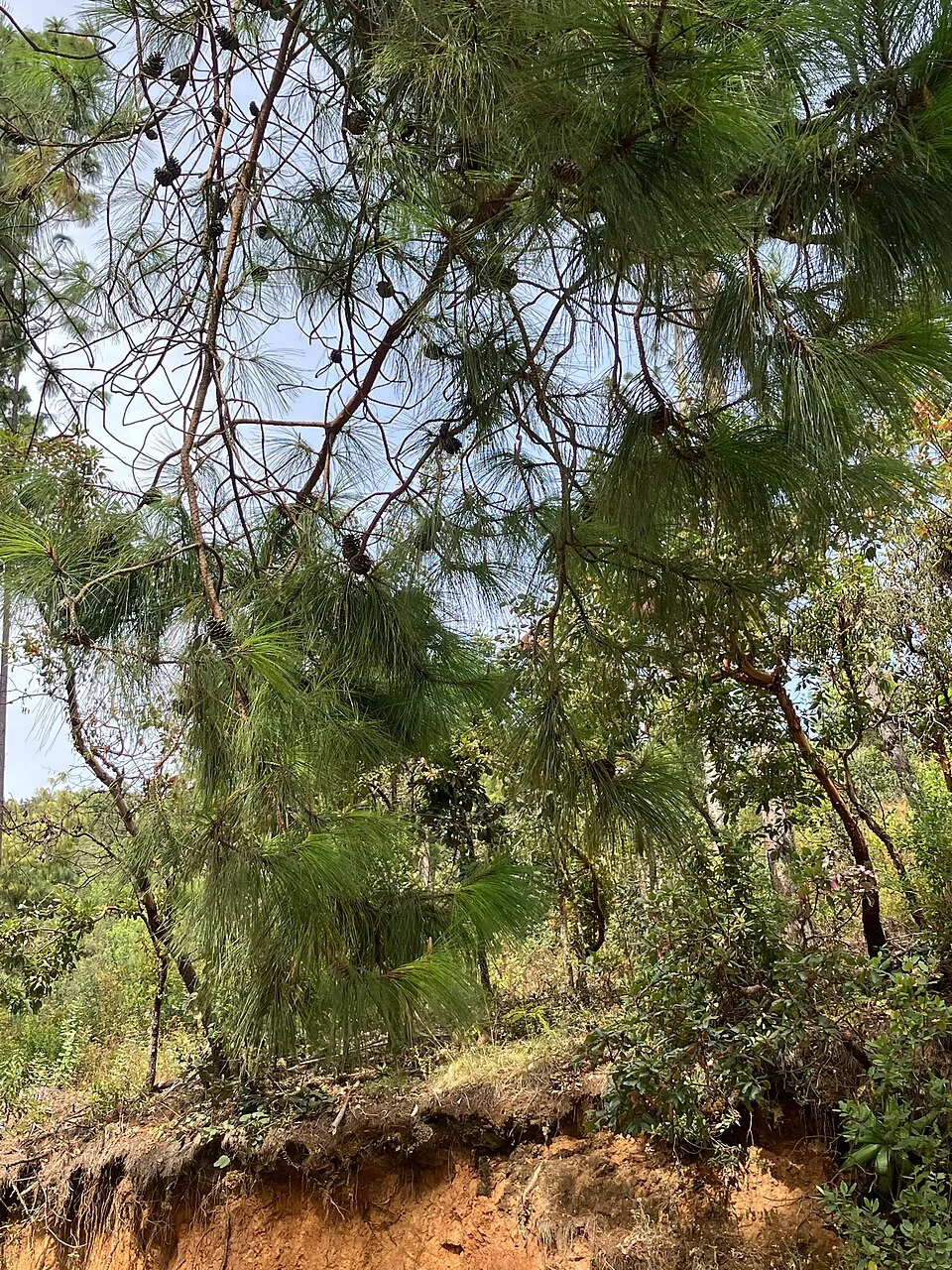 Reference photograph of Pinus patula