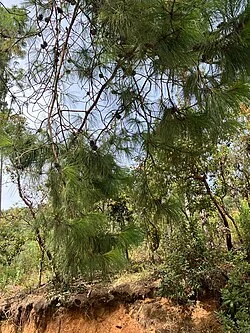 Reference photograph of Pinus patula