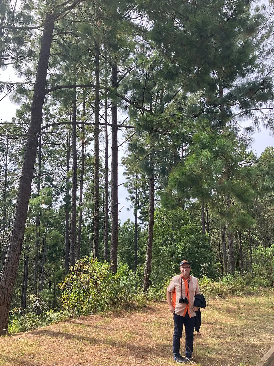 Reference photograph of Pinus patula