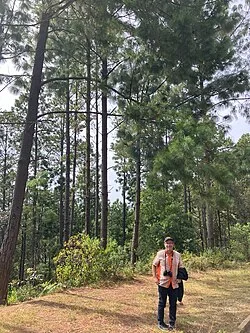 Reference photograph of Pinus patula