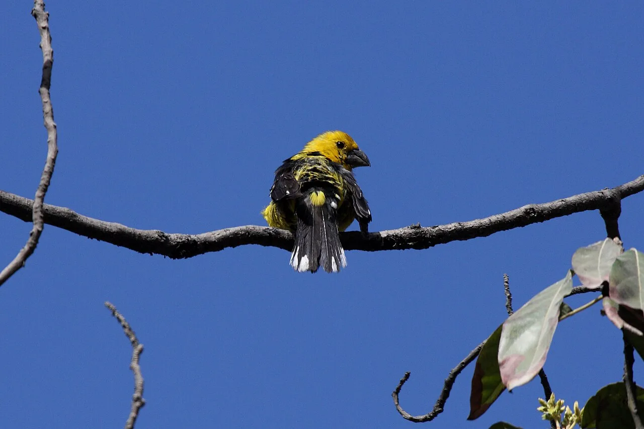 Reference photograph of Pheucticus chrysogaster