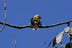 Reference photograph of Pheucticus chrysogaster
