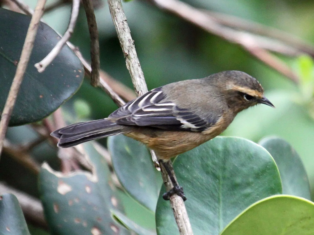 Reference photograph of Conirostrum cinereum