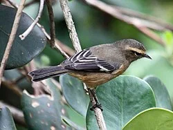 Reference photograph of Conirostrum cinereum