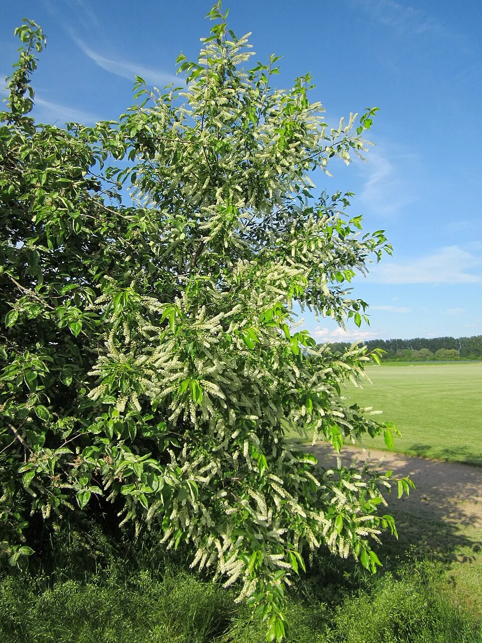 Reference photograph of Prunus serotina