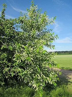 Reference photograph of Prunus serotina