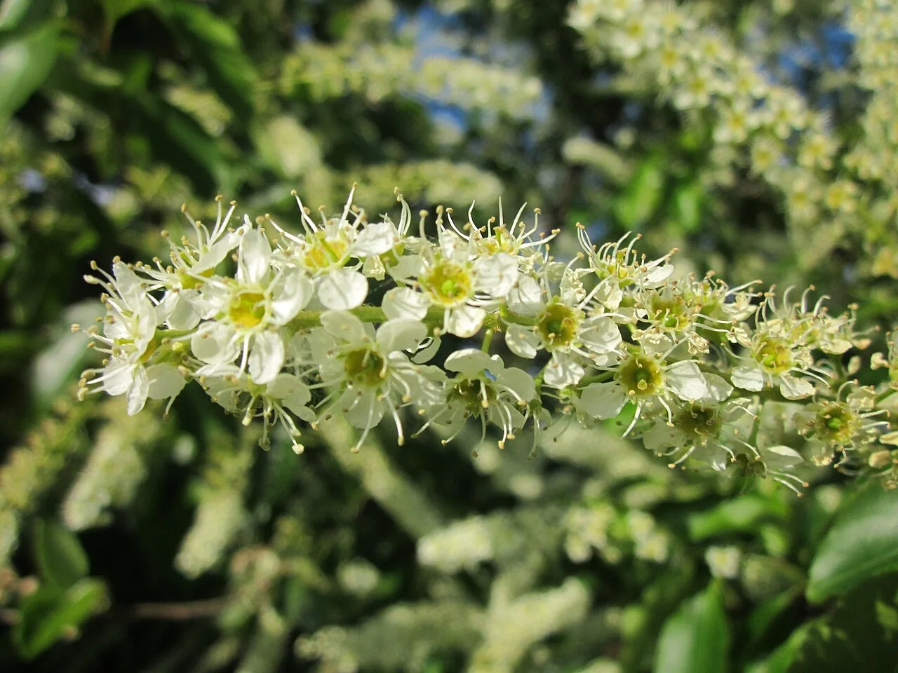 Reference photograph of Prunus serotina