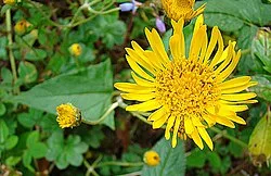 Reference photograph of Munnozia senecionidis
