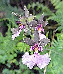 Reference photograph of Caucaea nubigena