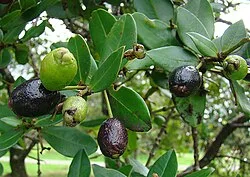 Reference photograph of Myrcianthes rhopaloides