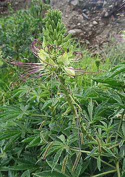 Reference photograph of Cleome anomala