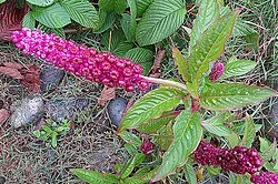 Reference photograph of Phytolacca bogotensis