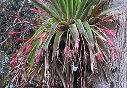 Reference photograph of Tillandsia complanata