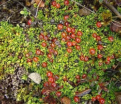 Reference photograph of Nertera granadensis